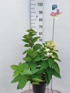 Hydrangea pan. Mega Mindy 60-70 cm cont. 5,0L - afbeelding 1