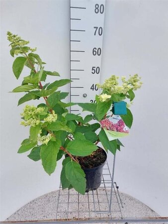 Hydrangea pan. Mega Mindy 60-70 cm cont. 5,0L - afbeelding 2