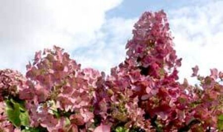 Hydrangea pan. Mega Mindy 60-80 cm cont. 7,5L - afbeelding 1