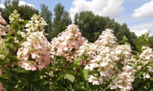 Hydrangea pan. Mega Mindy 60-80 cm cont. 7,5L - afbeelding 2