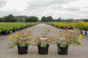 Hypericum moser. 'Tricolor' 25-30 cm cont. 3,0L