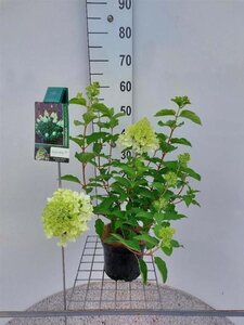 Hydrangea pan. 'Polar Bear' 40-50 cm cont. 3,0L