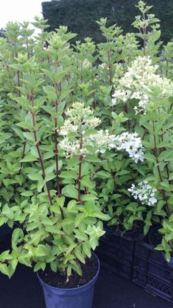 Hydrangea pan. 'Pink Diamond' 40-50 cm cont. 3,0L