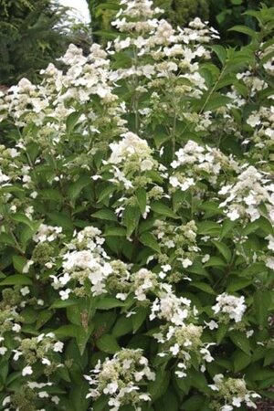 Hydrangea pan. Prim White 40-50 cm cont. 3,0L - afbeelding 1