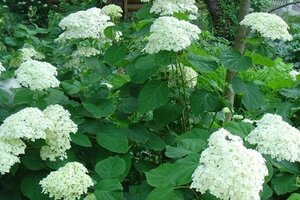 Hydrangea pan. Prim White 40-50 cm cont. 3,0L - afbeelding 2