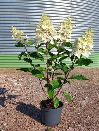 Hydrangea pan. Pinky Winky 40-50 cm cont. 3,0L - afbeelding 1