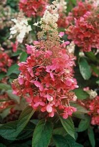 Hydrangea pan. Pinky Winky 60-80 cm cont. 10L - afbeelding 2