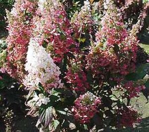 Hydrangea pan. Pinky Winky 60-80 cm cont. 10L - afbeelding 3