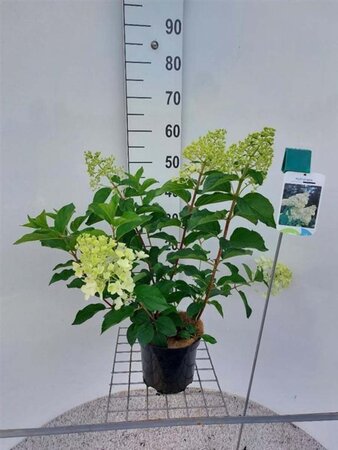 Hydrangea pan. 'Silver Dollar' 40-50 cm cont. 3,0L - afbeelding 5