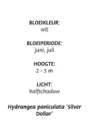 Hydrangea pan. 'Silver Dollar' geen maat specificatie cont. 3,0L - afbeelding 1