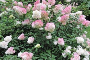 Hydrangea pan. Sundae Fraise 40-60 cm cont. 3,0L - afbeelding 1