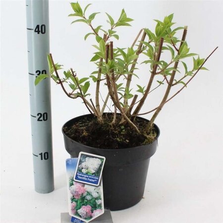 Hydrangea pan. Vanille-Fraise 30-40 cm cont. 5,0L