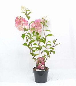 Hydrangea pan. Vanille-Fraise 40-50 cm cont. 3,0L - afbeelding 2