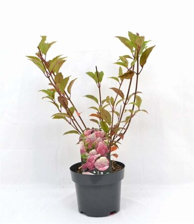 Hydrangea pan. Vanille-Fraise 40-50 cm cont. 3,0L - afbeelding 3