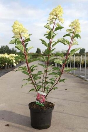 Hydrangea pan. Vanille-Fraise 40-50 cm cont. 3,0L - afbeelding 5