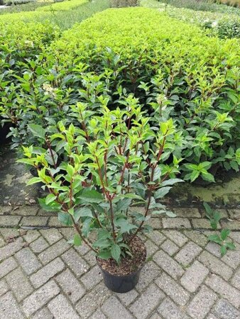 Hydrangea pan. Vanille-Fraise 60-80 cm cont. 10L