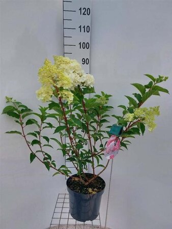 Hydrangea pan. Vanille-Fraise 60-80 cm cont. 7,5L - afbeelding 3