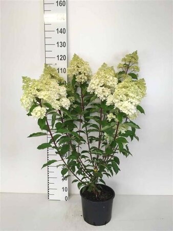 Hydrangea pan. Vanille-Fraise 60-80 cm cont. 7,5L - afbeelding 1