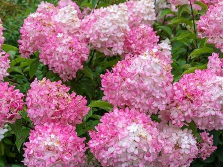 Hydrangea pan. Vanille-Fraise geen maat specificatie cont. 3,0L - afbeelding 1