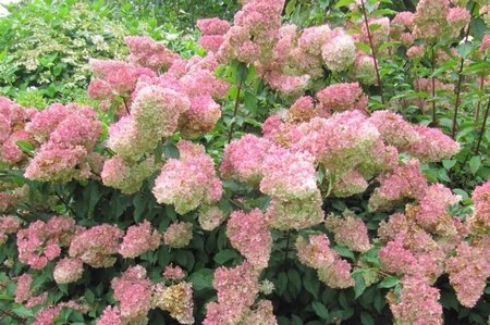 Hydrangea pan. Vanille-Fraise geen maat specificatie cont. 3,0L - afbeelding 2