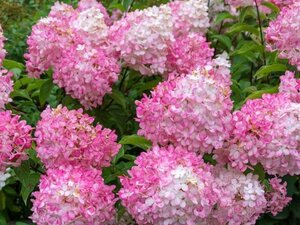 Hydrangea pan. Vanille-Fraise geen maat specificatie cont. 5,0L - afbeelding 1