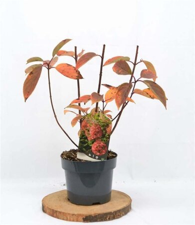 Hydrangea pan. 'Wim's Red' 40-50 cm cont. 3,0L - afbeelding 2