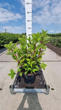 Hydrangea pan. 'Wim's Red' 60-80 cm cont. 10L