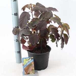 Hydrangea querc. 'Burgundy' 30-40 cm cont. 3,0L