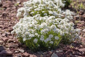 Iberis sempervirens geen maat specificatie 0,55L/P9cm - afbeelding 2