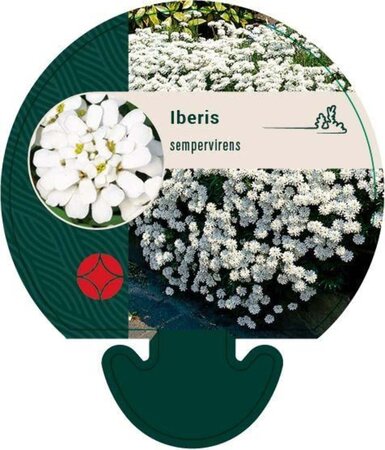 Iberis sempervirens geen maat specificatie 0,55L/P9cm - afbeelding 4