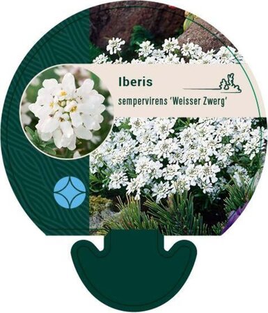 Iberis semp. 'Weisser Zwerg' geen maat specificatie 0,55L/P9cm