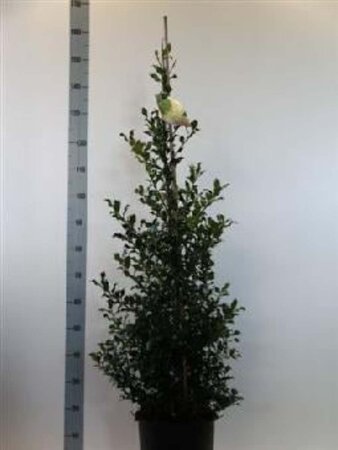 Ilex aq. 'Alaska' 100-125 cm met kluit - afbeelding 4