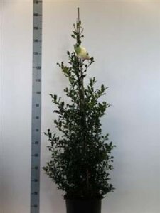 Ilex aq. 'Alaska' 100-125 cm RB - image 4