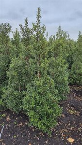 Ilex aq. 'Alaska' 150-175 cm met kluit - afbeelding 4