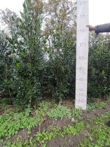 Ilex aq. 'Ammerland' 150-175 cm RB