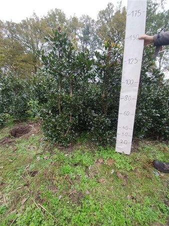 Ilex altacl. 'Camelliifolia' 150-175 cm met kluit