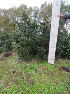 Ilex altacl. 'Camelliifolia' 150-175 cm RB