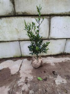 Ilex altacl. 'Camelliifolia' 80-100 cm met kluit