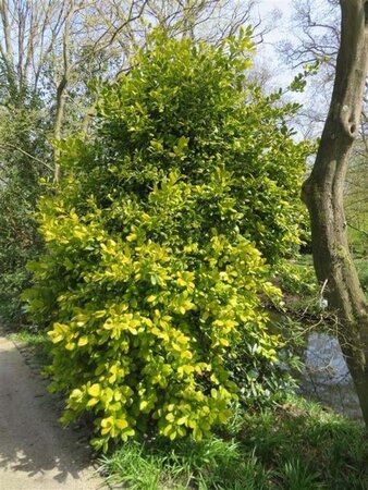 Ilex altacl. 'Golden King' geen maat specificatie 0,55L/P9cm