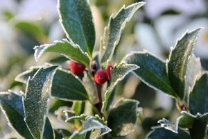 Ilex aquifolium 100-125 cm met kluit - afbeelding 2