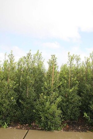 Ilex aquifolium 100-125 cm met kluit - afbeelding 8