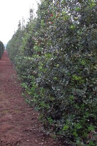 Ilex aquifolium 100-125 cm met kluit - afbeelding 3