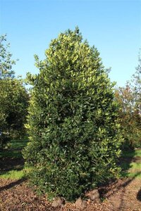 Ilex aquifolium 100-125 cm met kluit - afbeelding 6