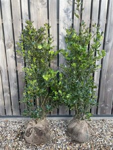 Ilex aquifolium 100-125 cm met kluit - afbeelding 9