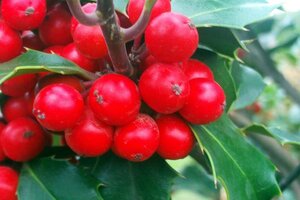 Ilex aquifolium 100-125 cm RB - image 1