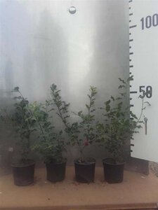 Ilex aquifolium 40-60 cm cont. 2,0L - afbeelding 2