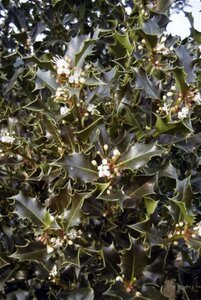 Ilex aquifolium 60-80 cm cont. 5,0L - afbeelding 4