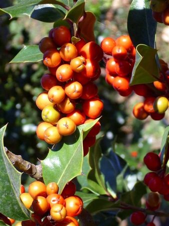 Ilex aquifolium 60-80 cm cont. 5,0L - image 7