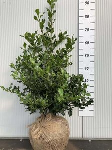 Ilex aquifolium 60-80 cm met kluit - afbeelding 11