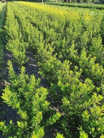 Ilex aquifolium 60-80 cm met kluit - afbeelding 3